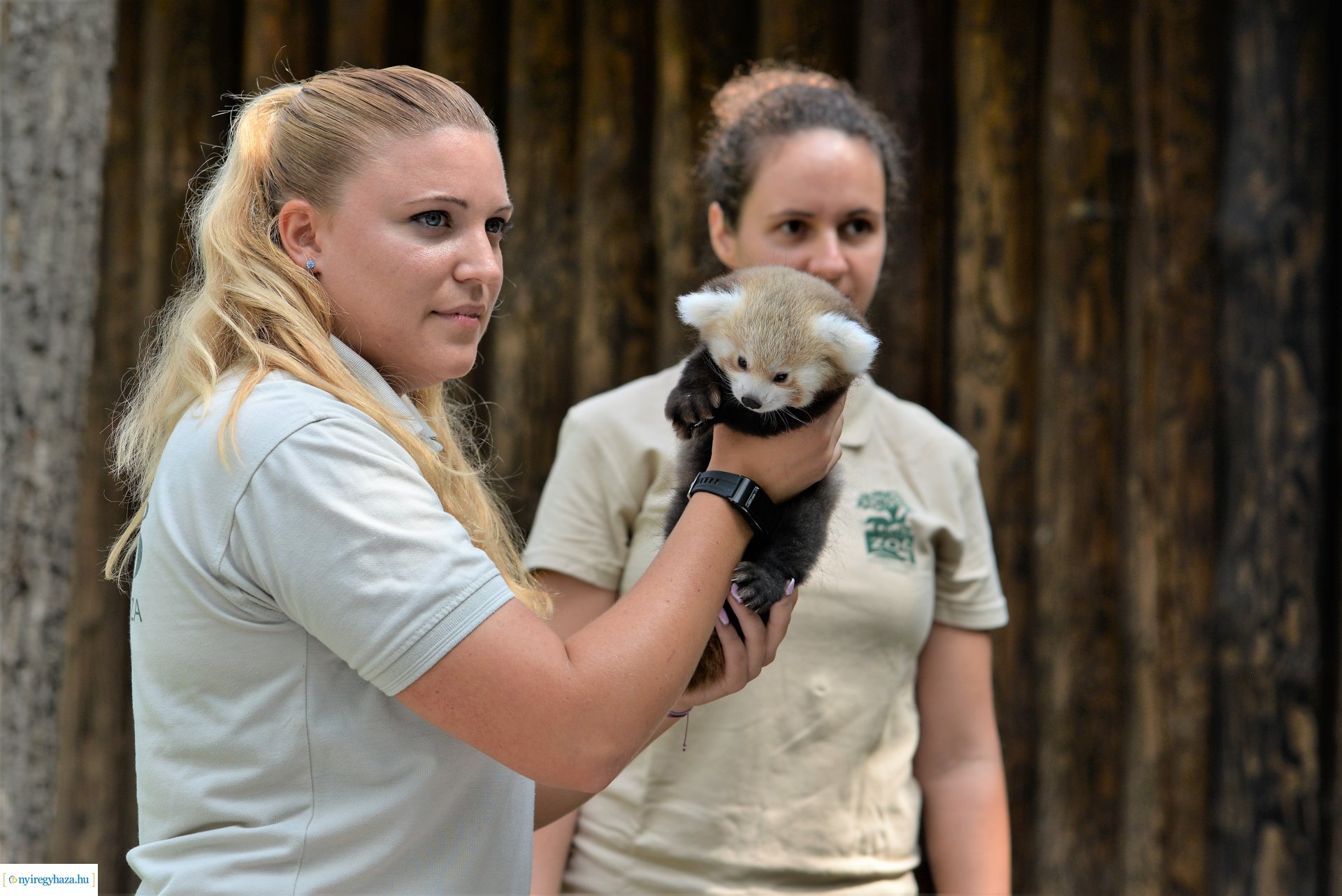 Vörös panda született Nyíregyházán