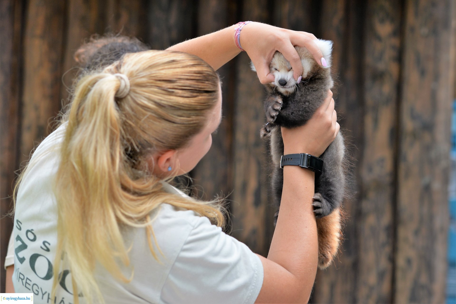 Vörös panda született Nyíregyházán