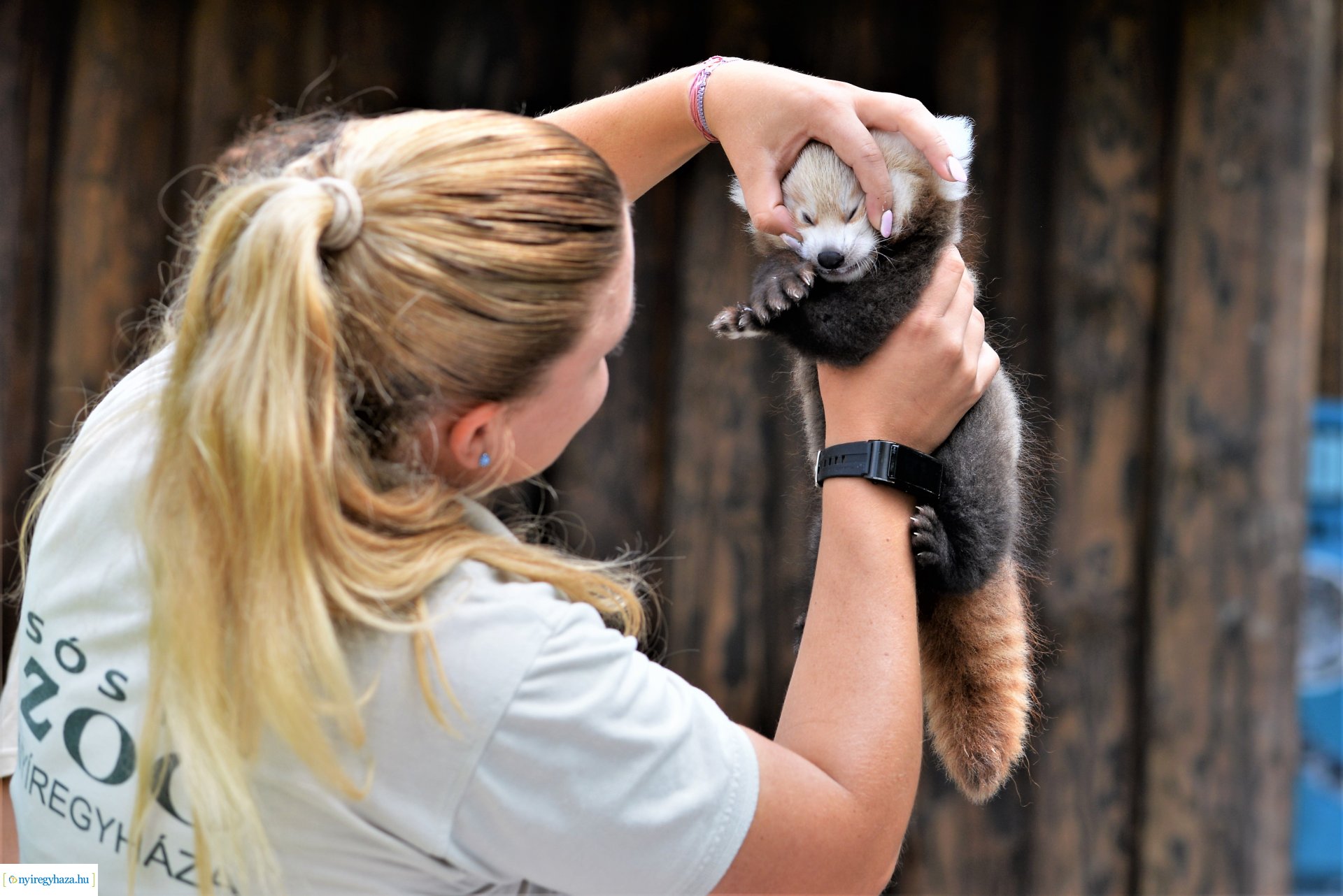 Vörös panda született Nyíregyházán