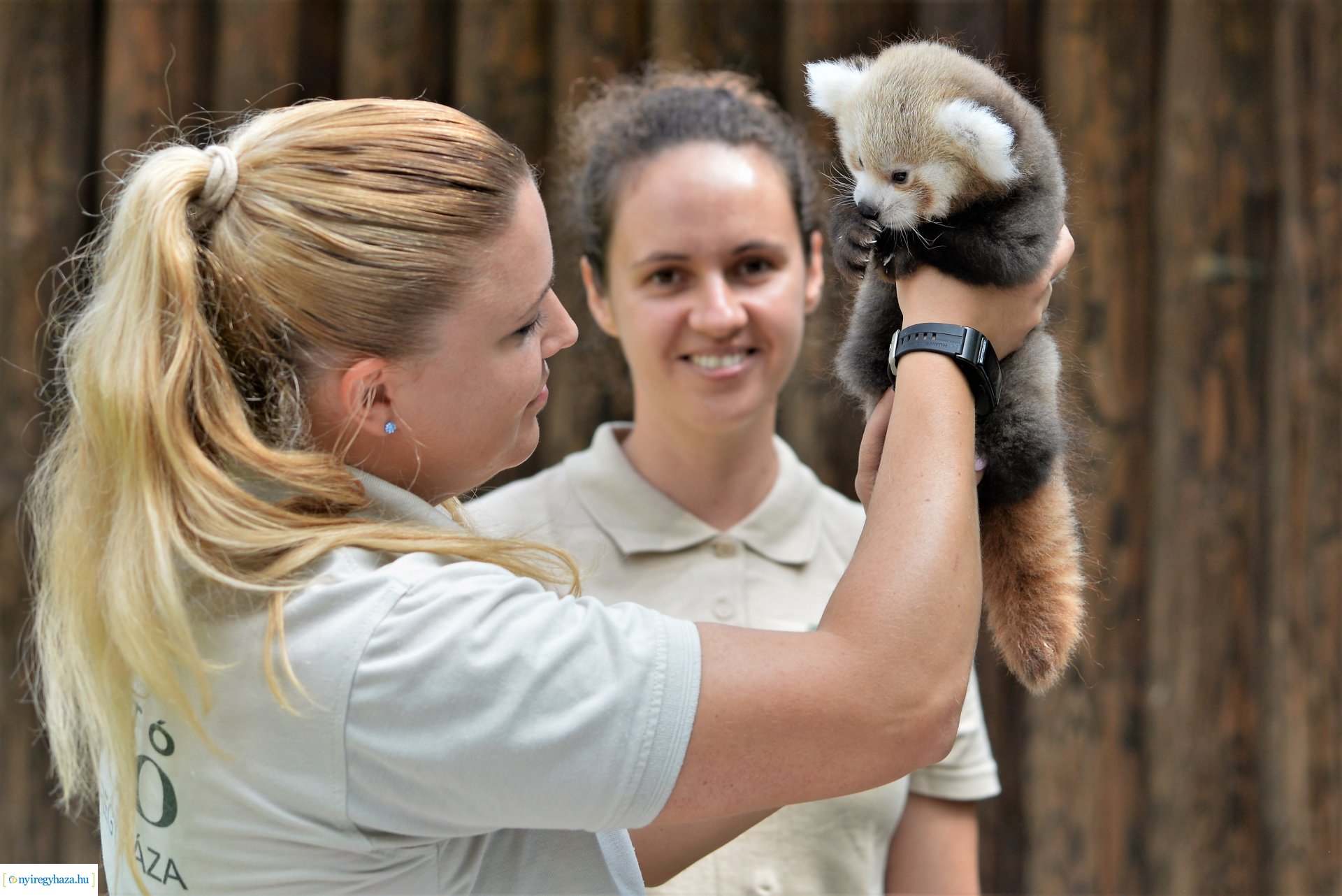 Vörös panda született Nyíregyházán