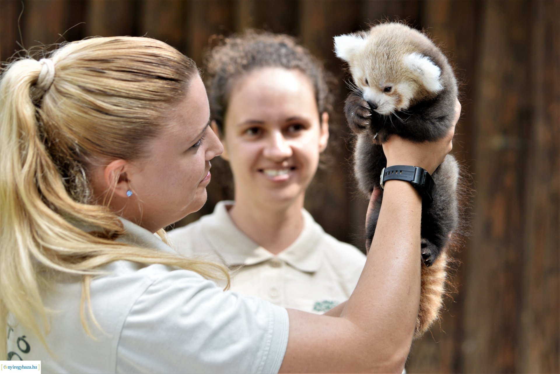 Vörös panda született Nyíregyházán