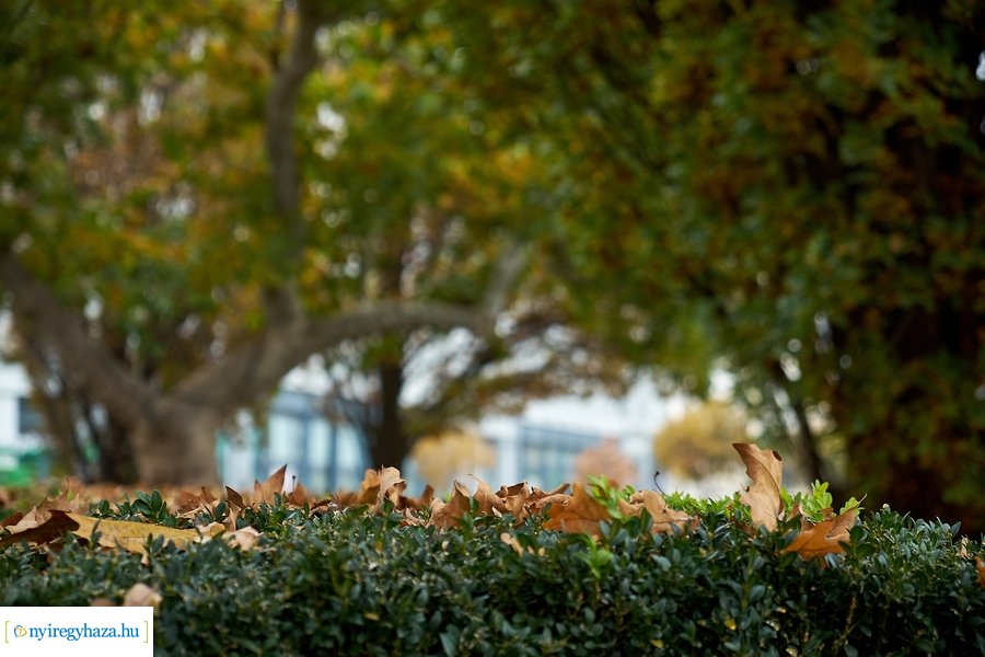 Zöld Busz program 2020