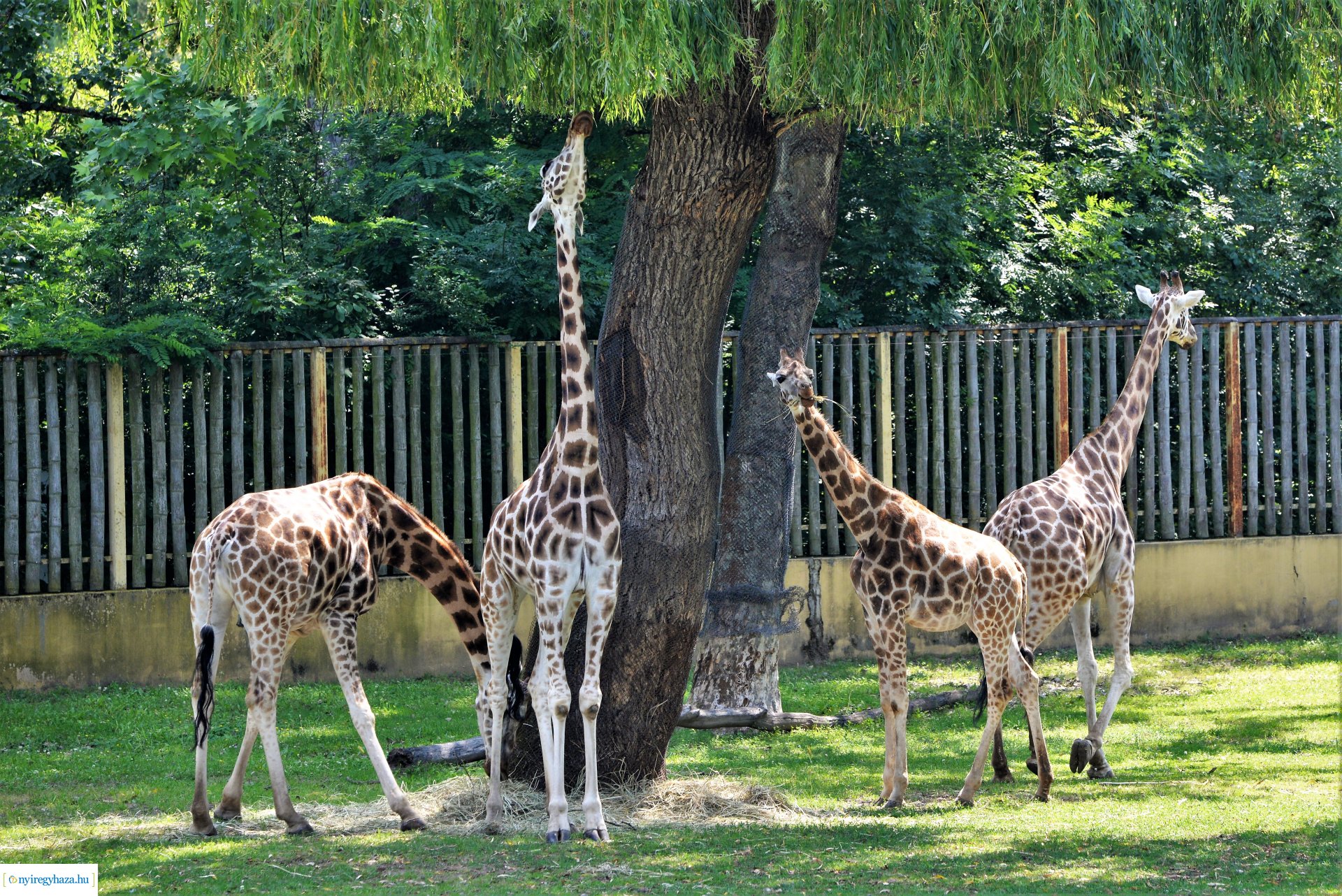 Zoo-suli - Nyíregyháza 2023.