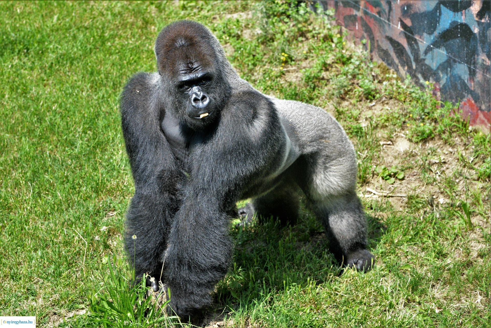 Zoo-suli - Nyíregyháza 2023.