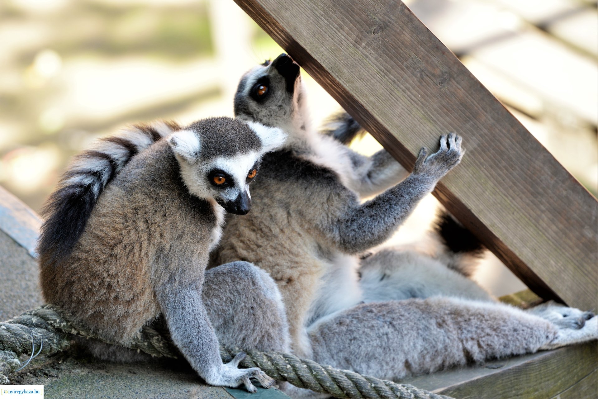 Zoo-suli - Nyíregyháza 2023.