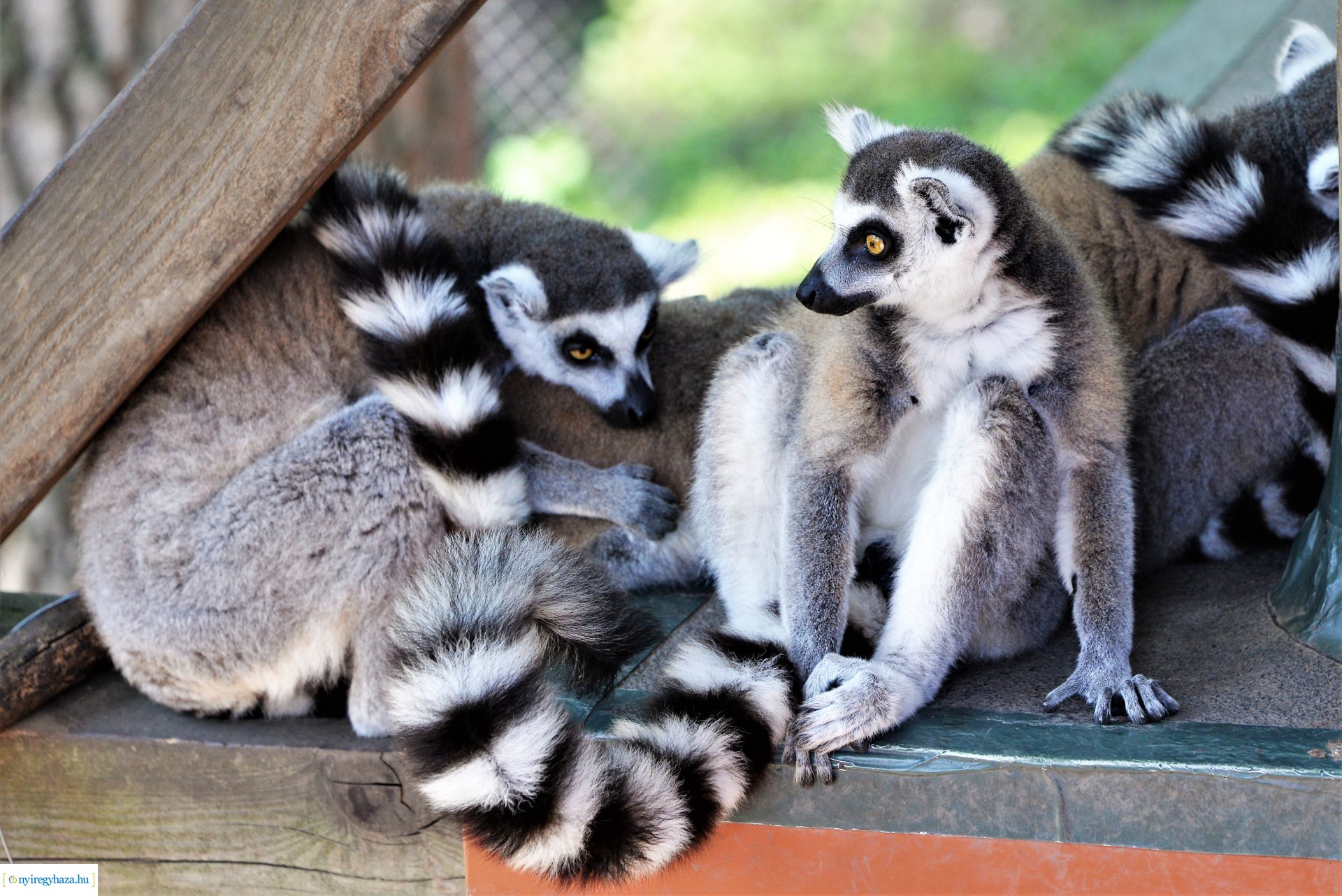 Zoo-suli - Nyíregyháza 2023.