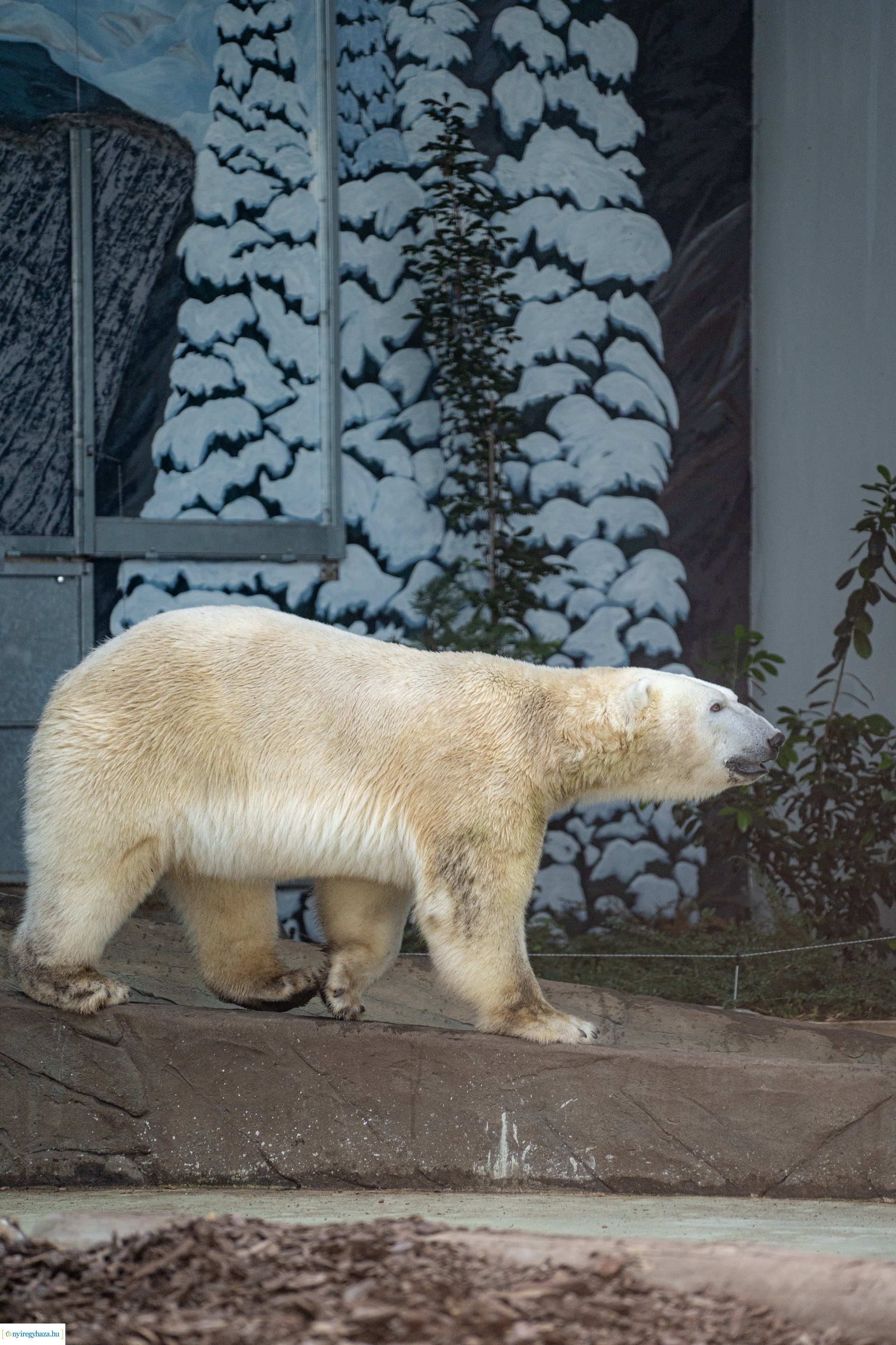ZooSuli 2024 a Nyíregyházi Állatparkban