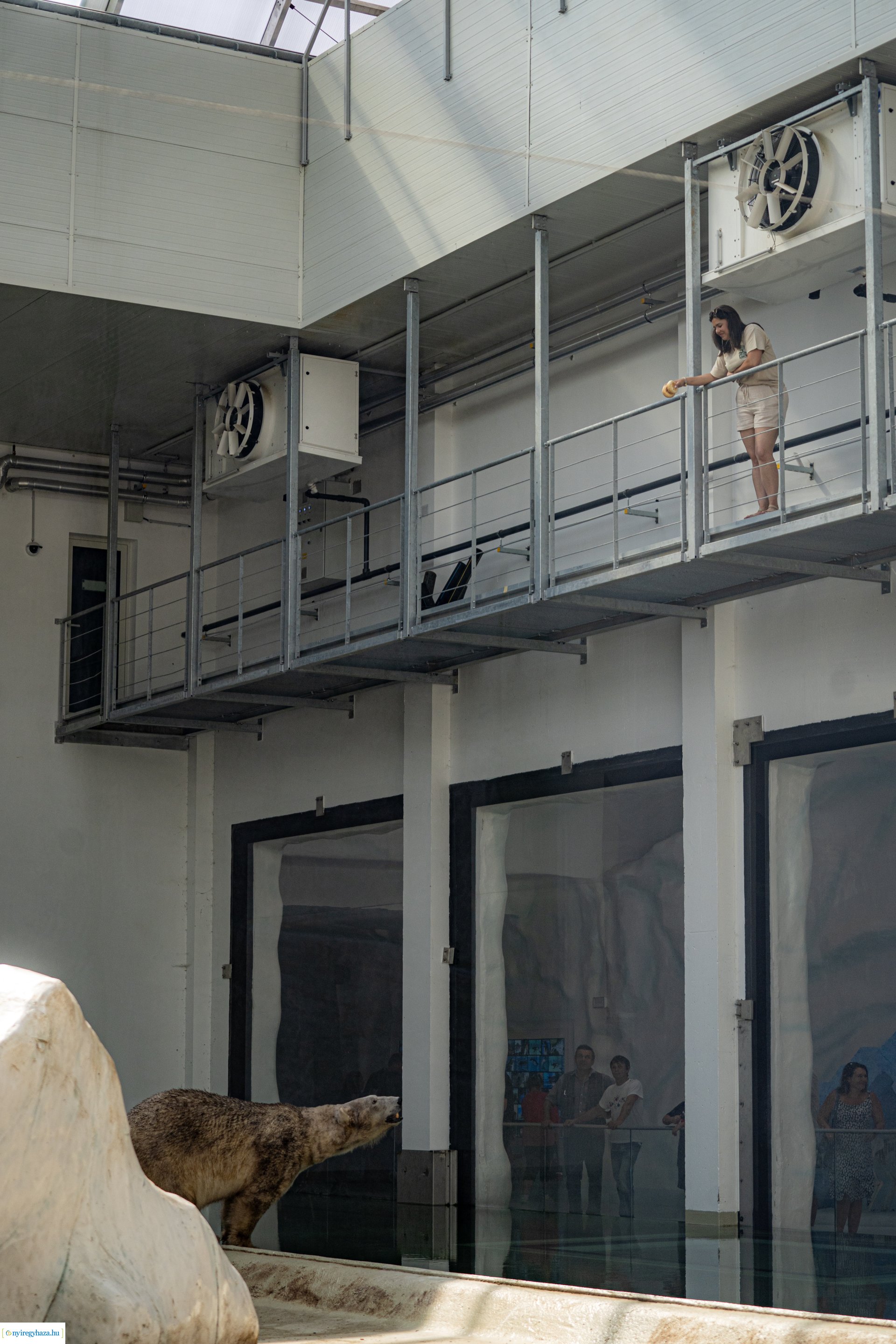 ZooSuli 2024 a Nyíregyházi Állatparkban