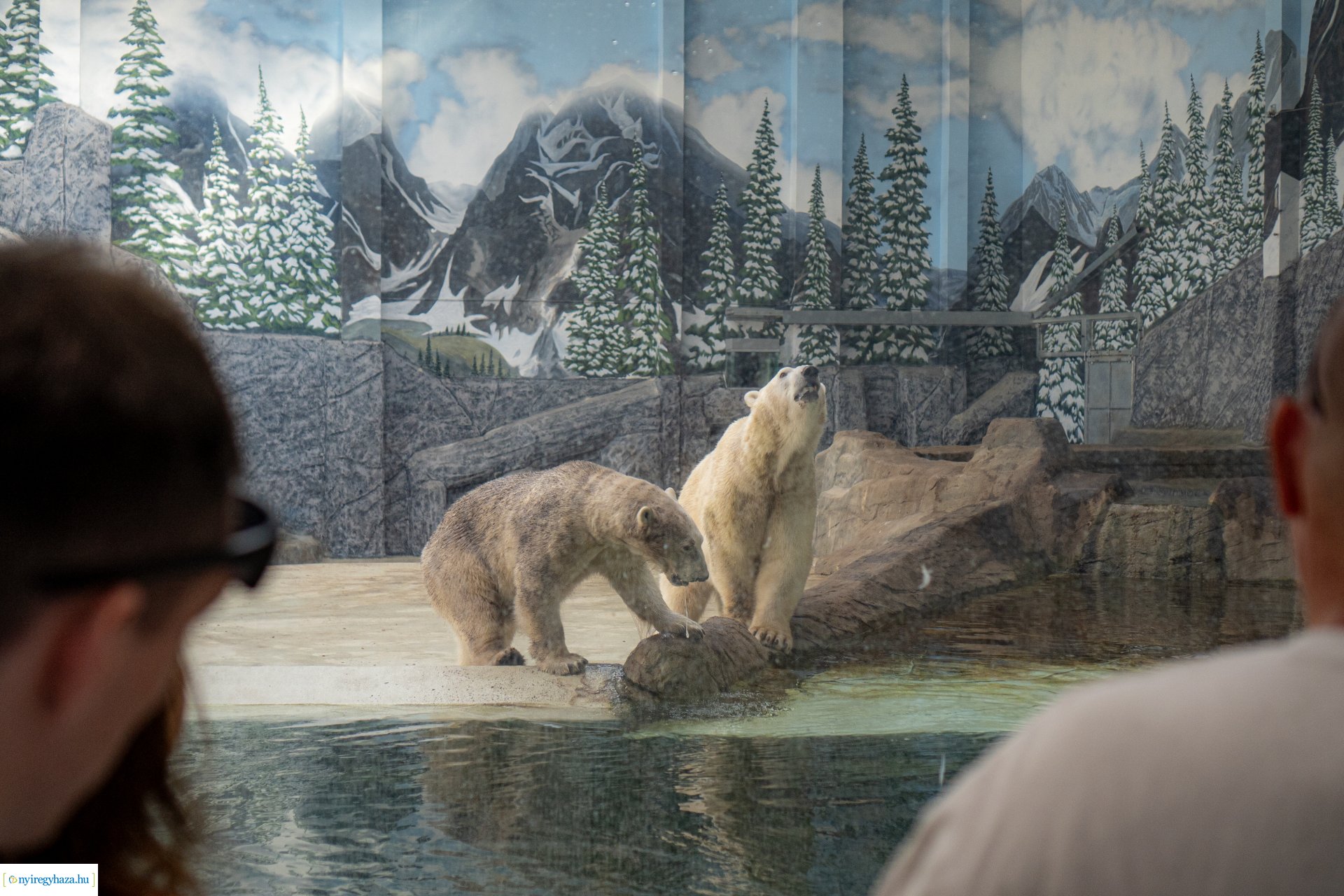 ZooSuli 2024 a Nyíregyházi Állatparkban