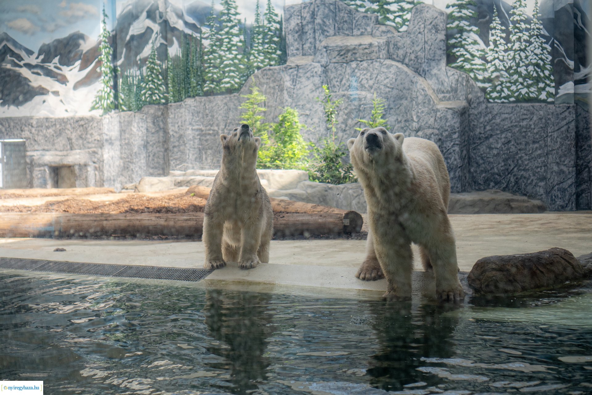 ZooSuli 2024 a Nyíregyházi Állatparkban