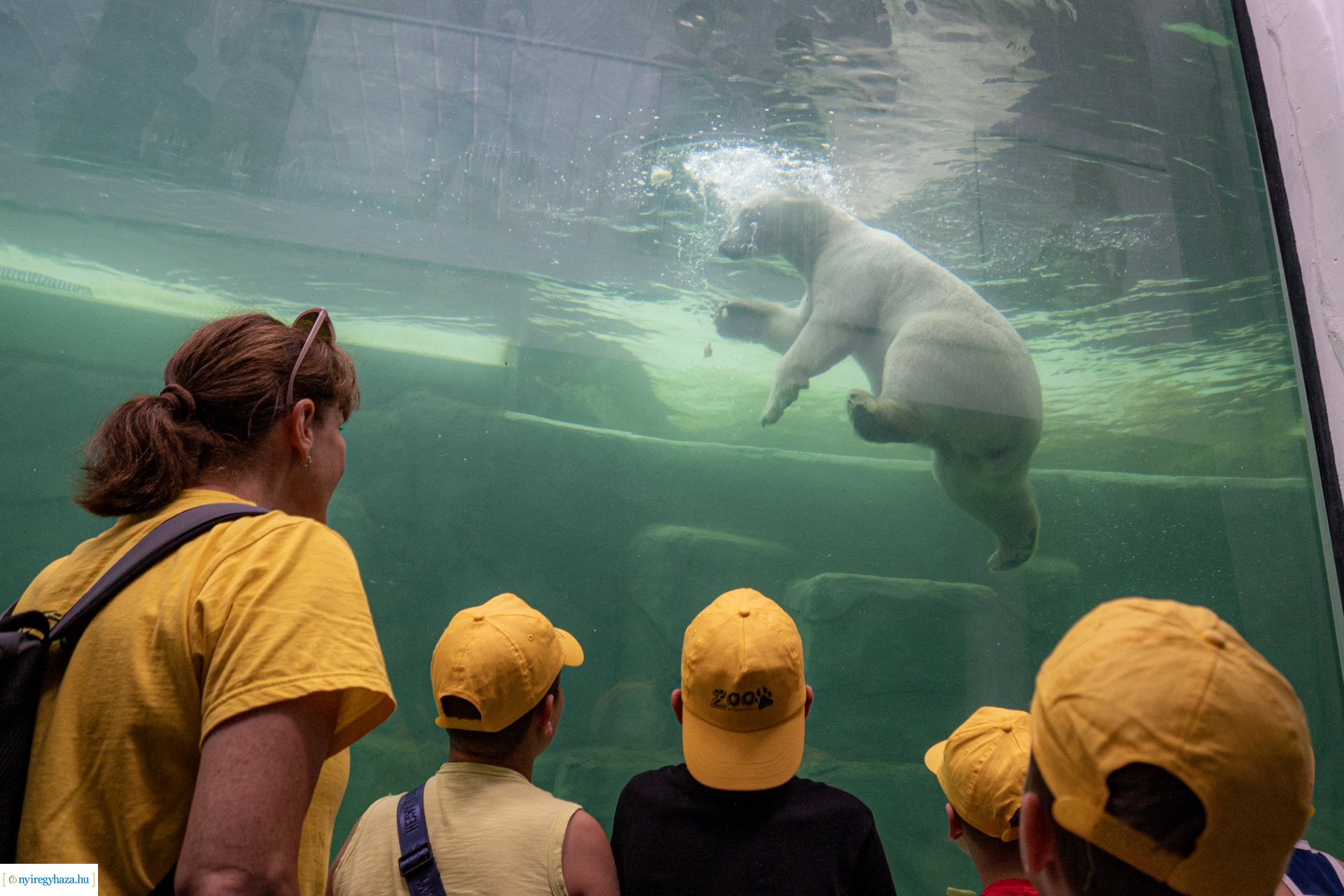 ZooSuli 2024 a Nyíregyházi Állatparkban