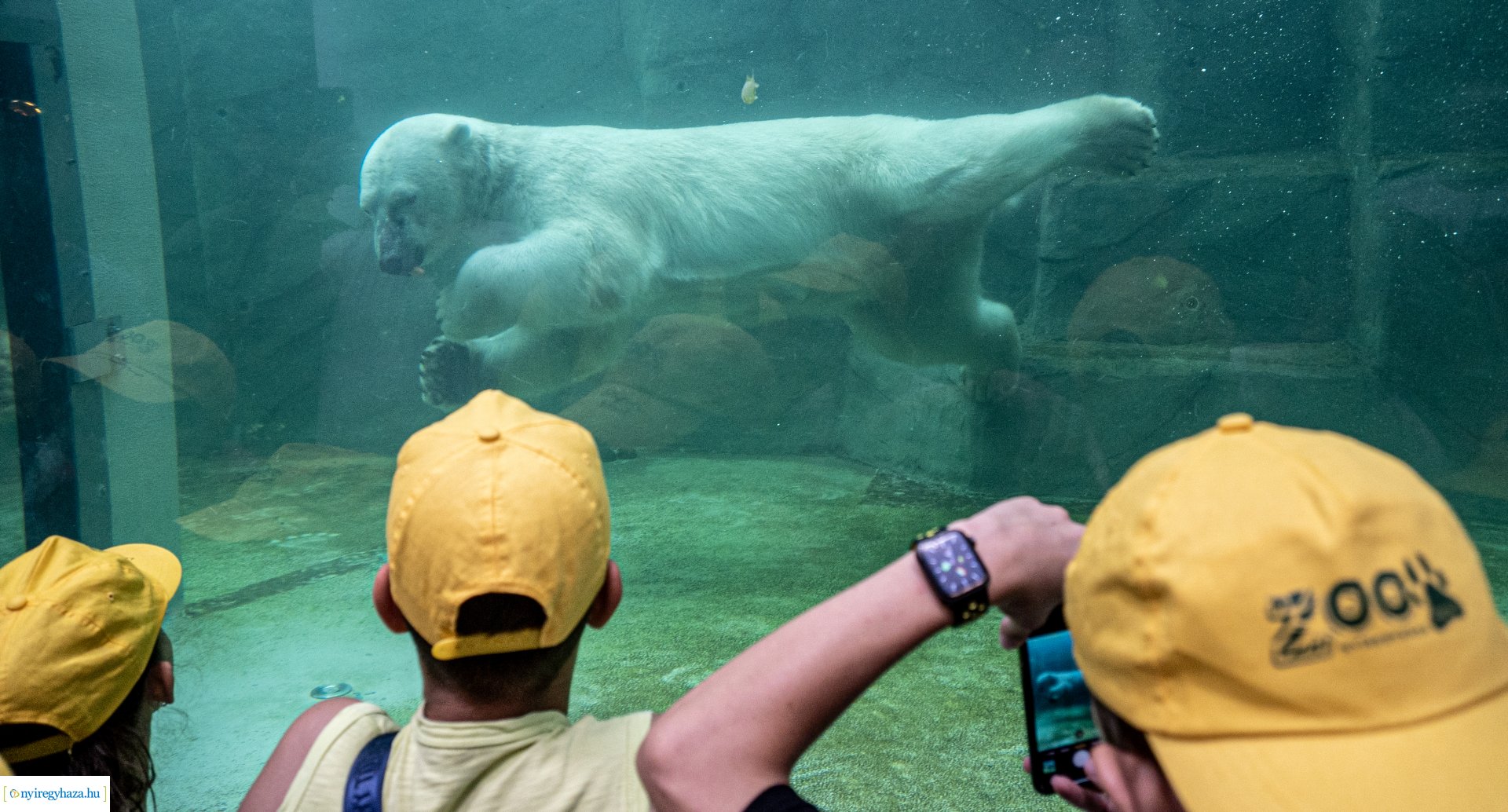 ZooSuli 2024 a Nyíregyházi Állatparkban