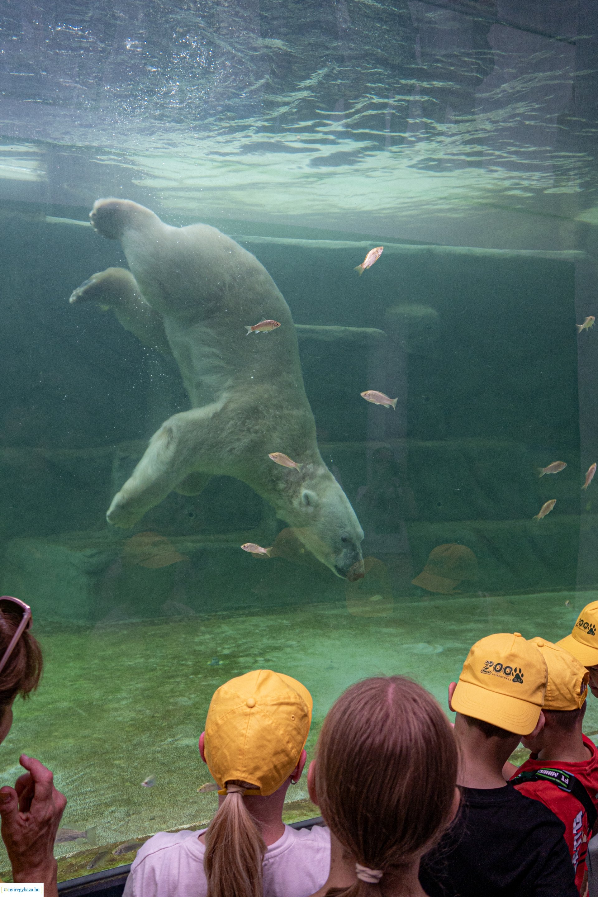 ZooSuli 2024 a Nyíregyházi Állatparkban