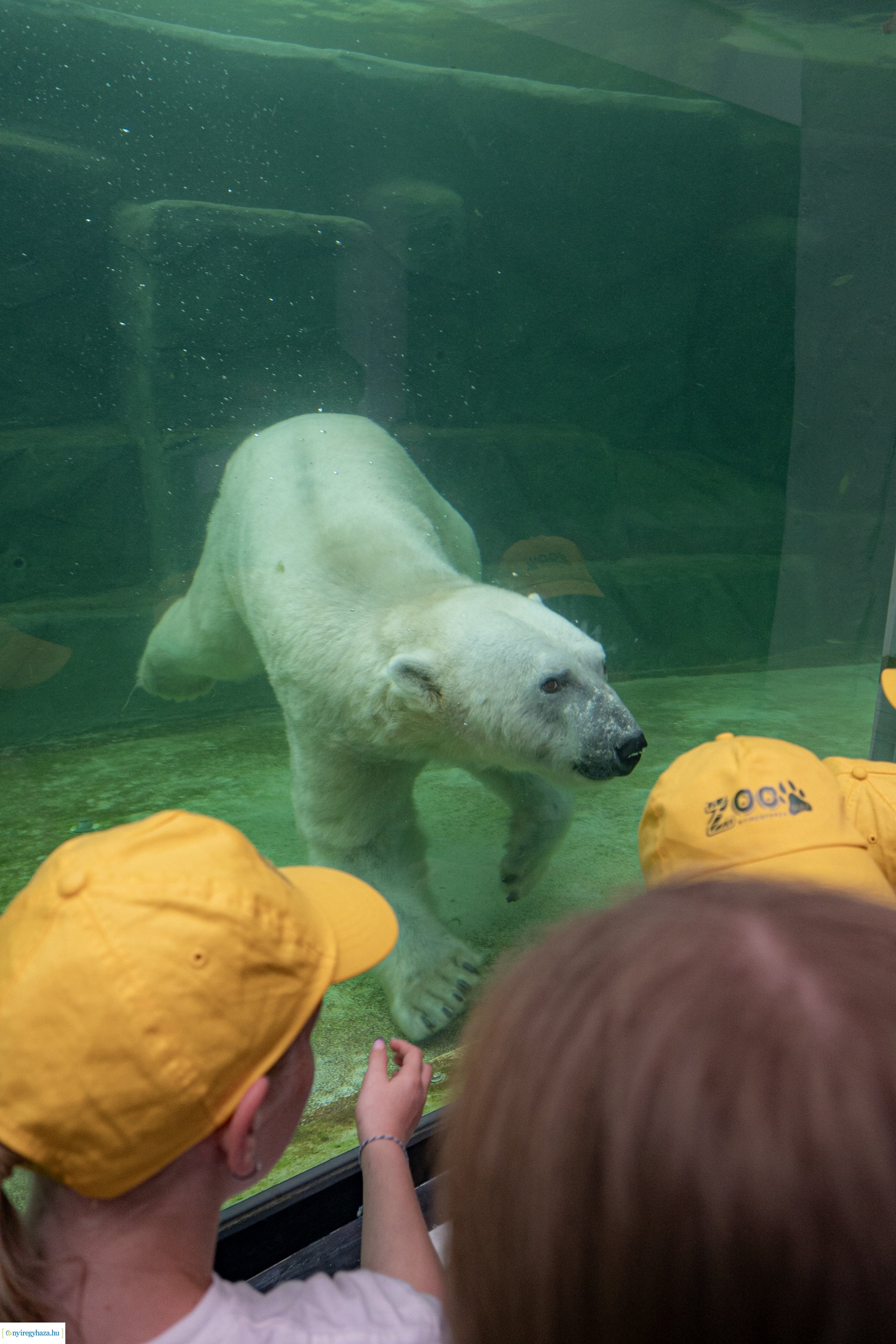 ZooSuli 2024 a Nyíregyházi Állatparkban