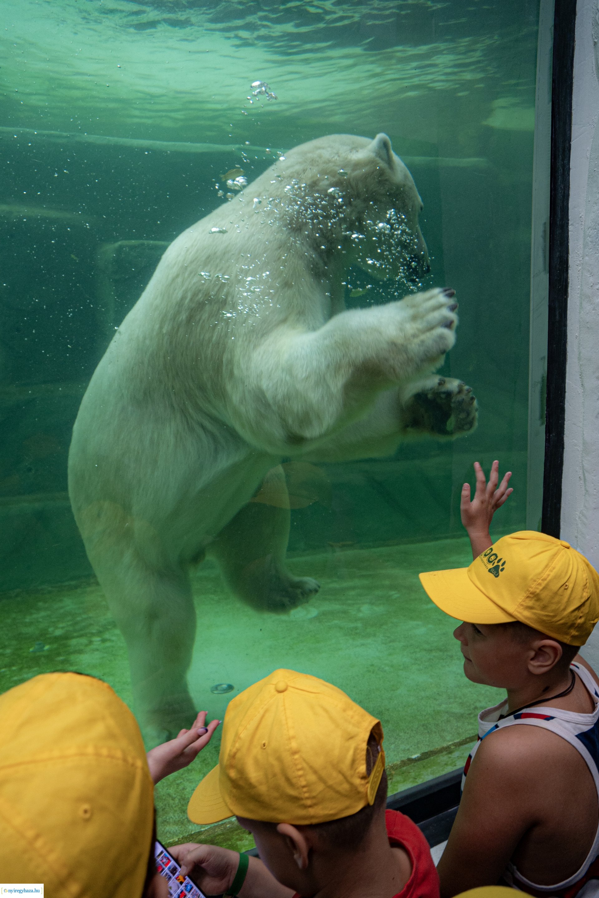 ZooSuli 2024 a Nyíregyházi Állatparkban