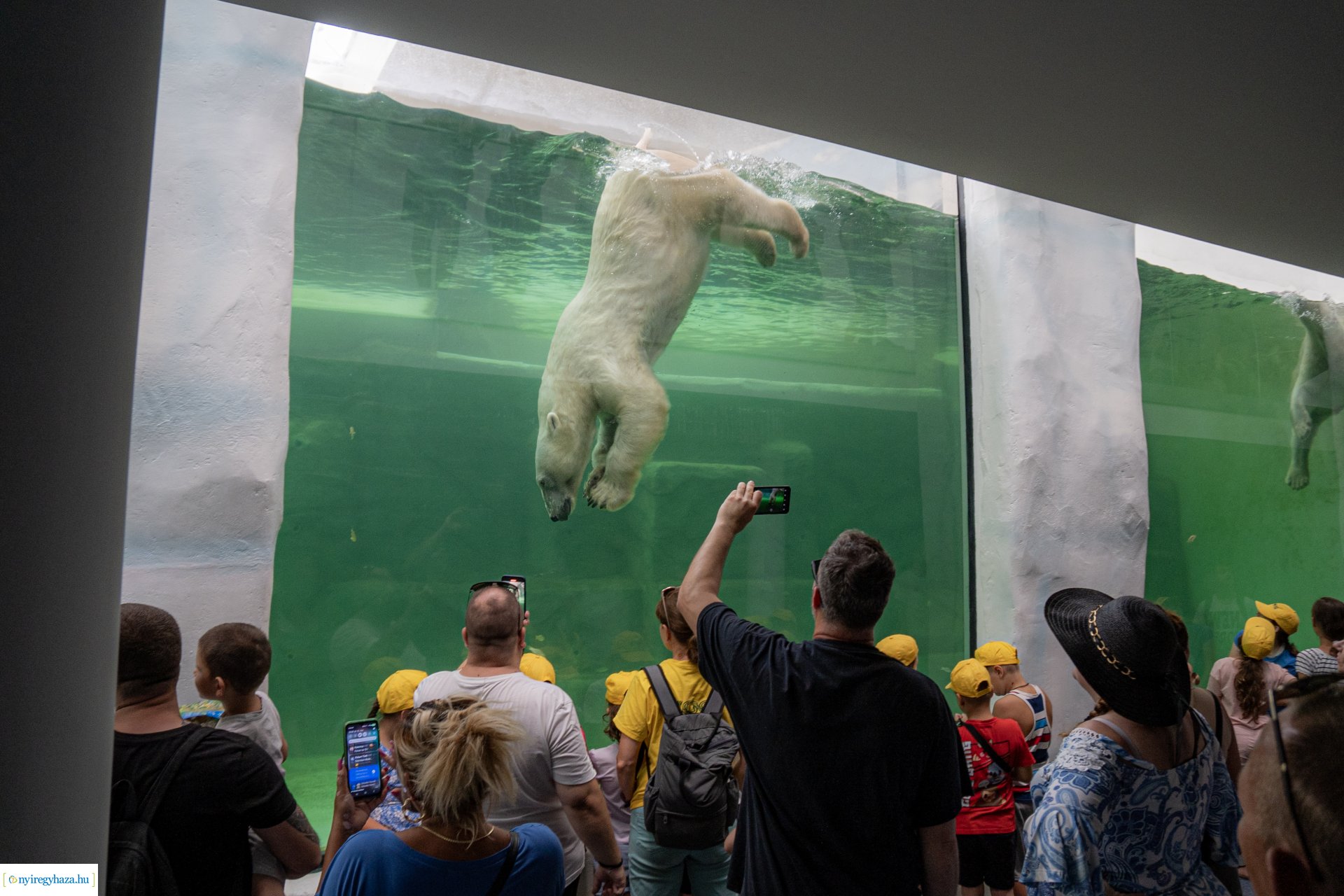 ZooSuli 2024 a Nyíregyházi Állatparkban