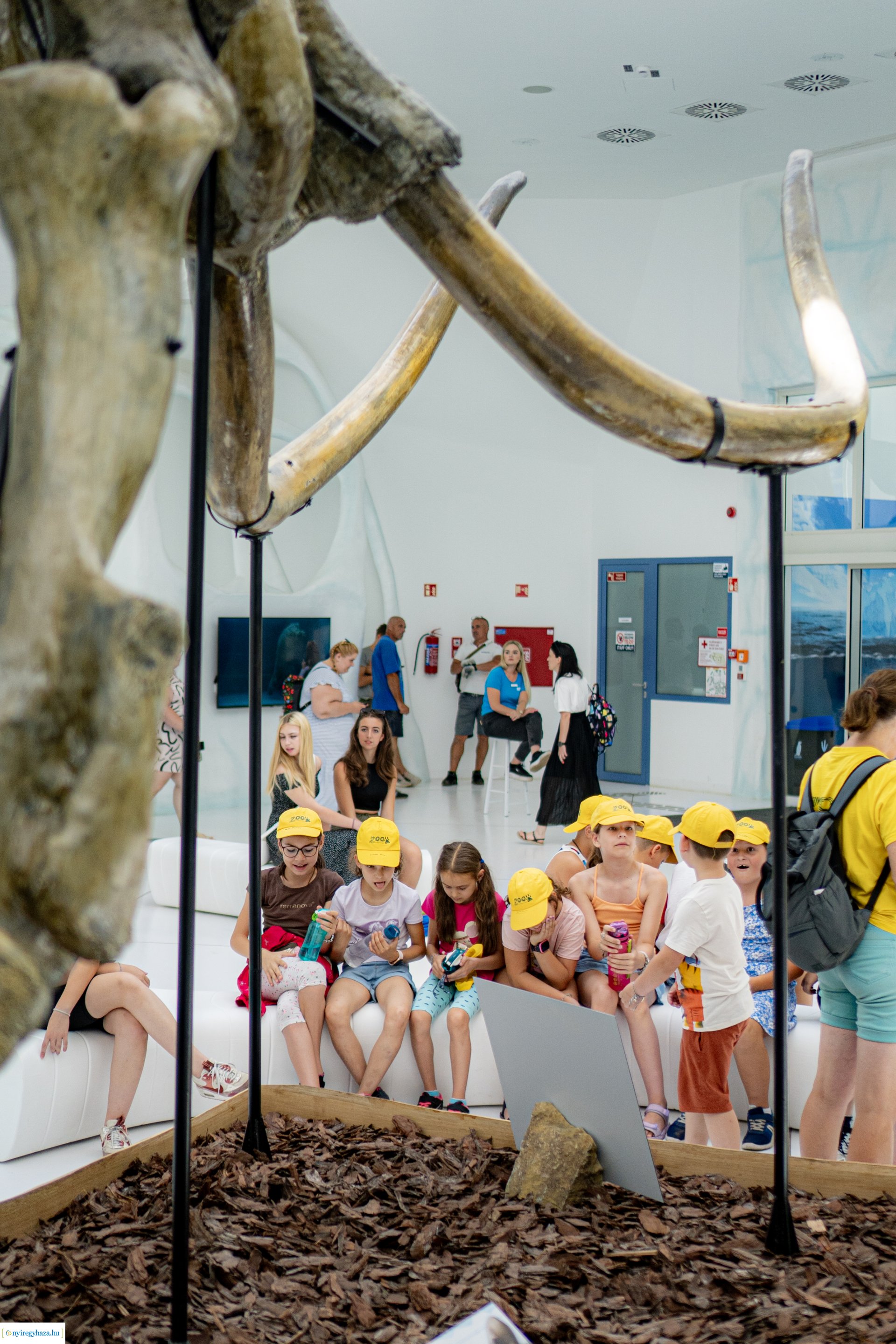 ZooSuli 2024 a Nyíregyházi Állatparkban