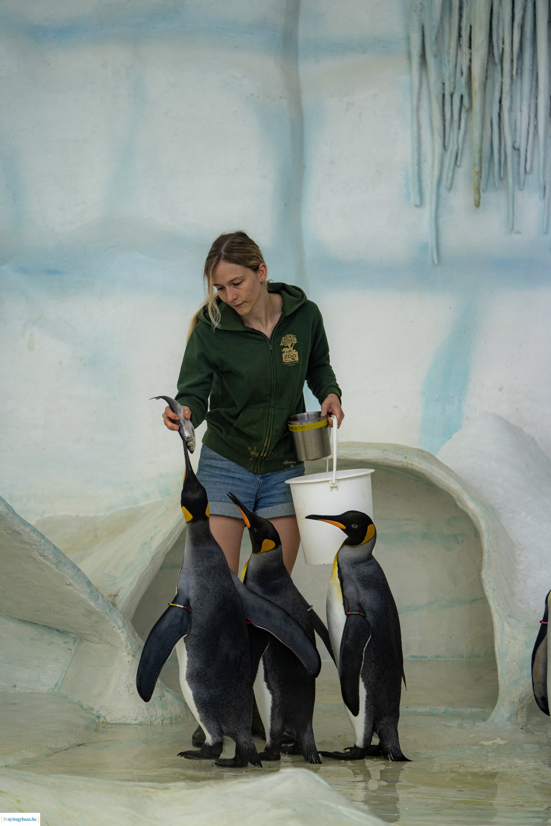 ZooSuli 2024 a Nyíregyházi Állatparkban