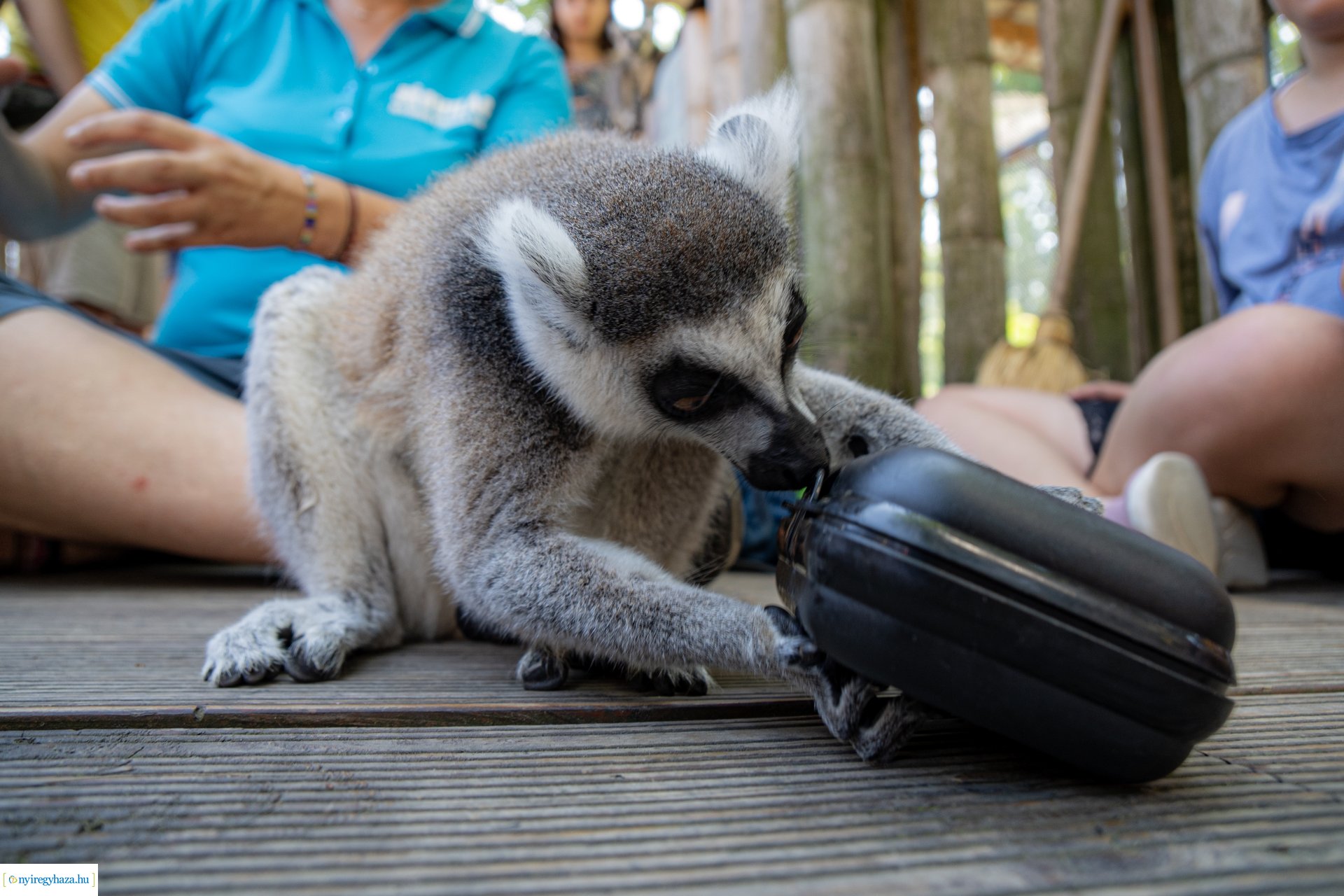 ZooSuli 2024 a Nyíregyházi Állatparkban
