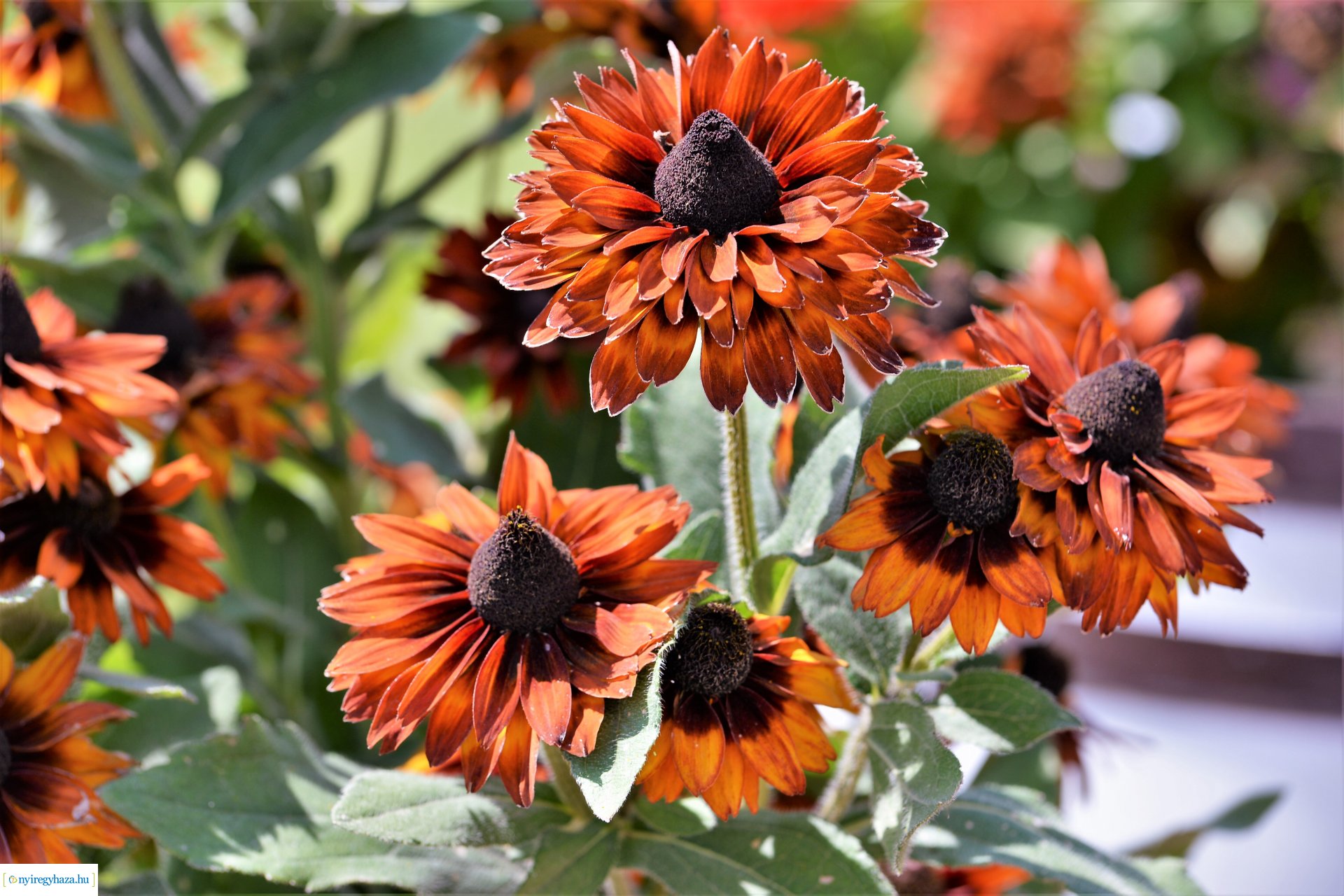 Zsindelyes Összművészeti Fesztivál sajtótájékoztató Érpatakon
