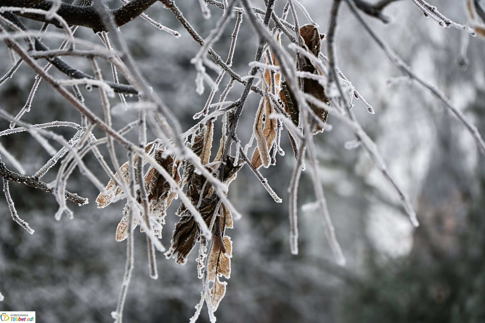 Zúzmarás belvárosunk