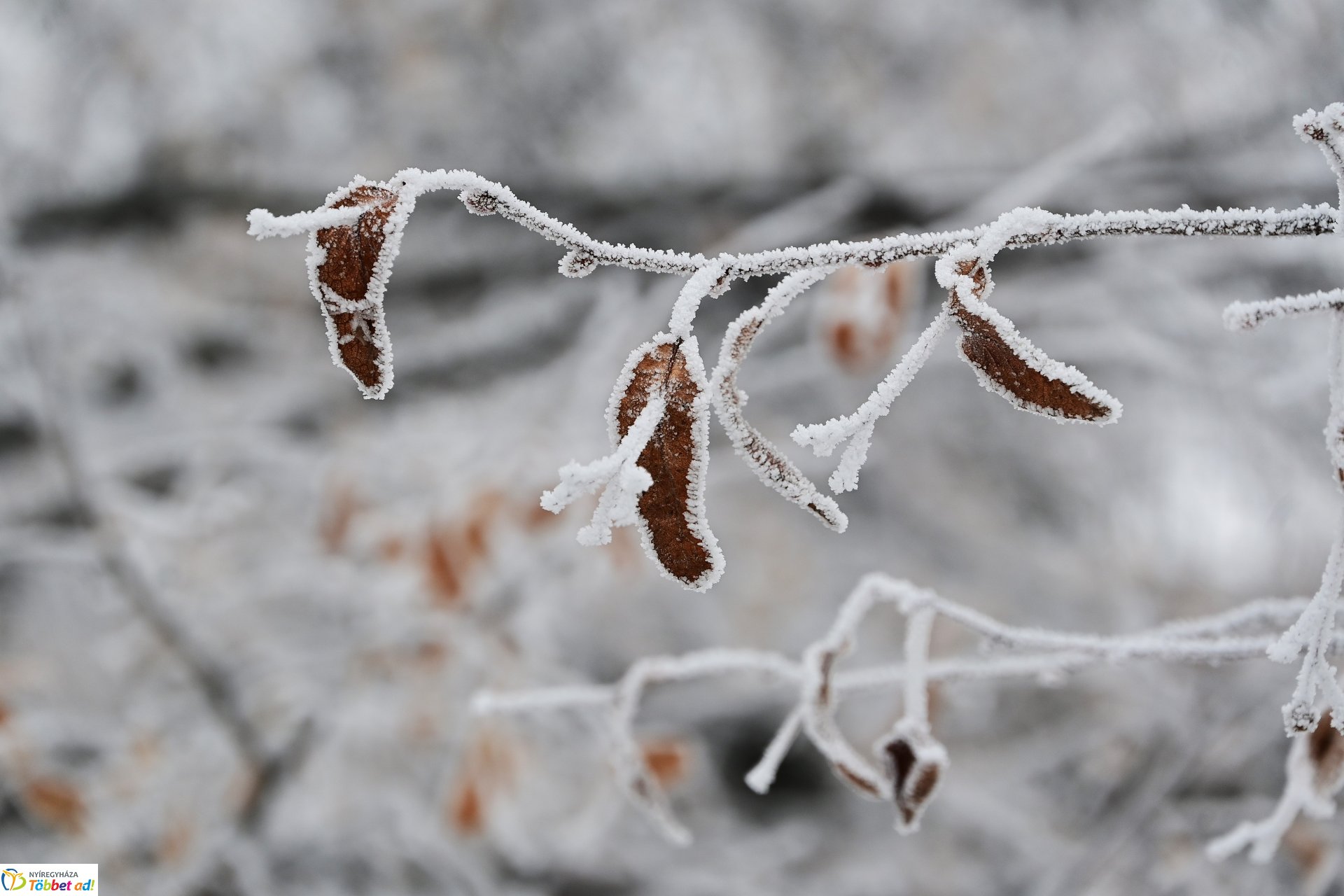 Zúzmarás belvárosunk