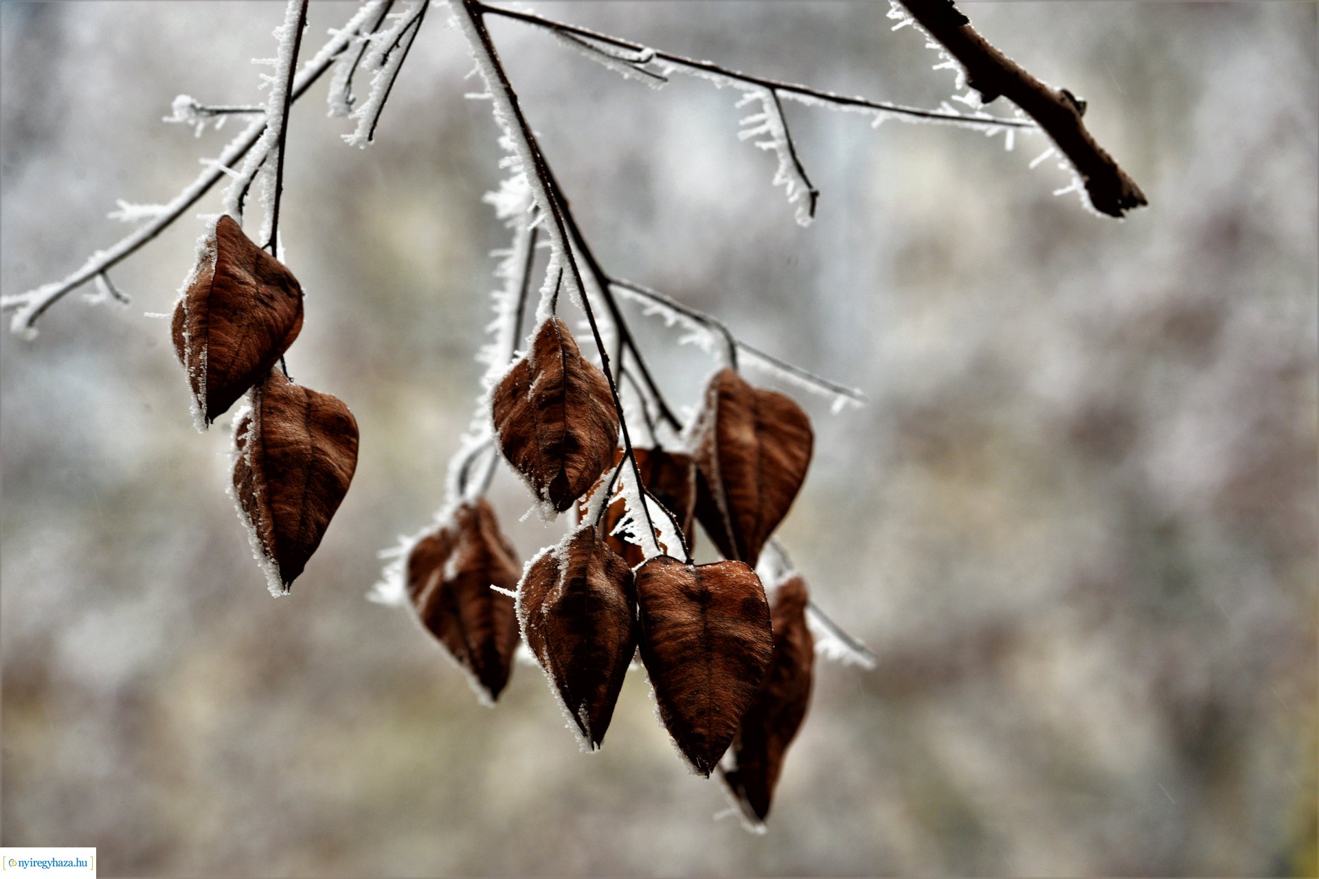 Zúzmarás belvárosunk