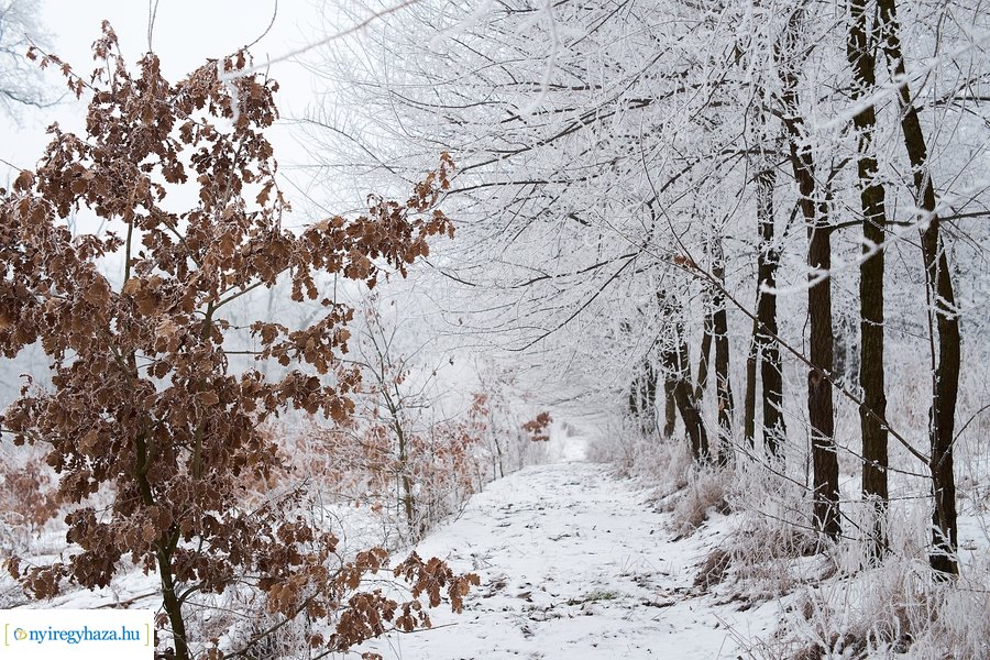 Zúzmarás csendélet 20210116