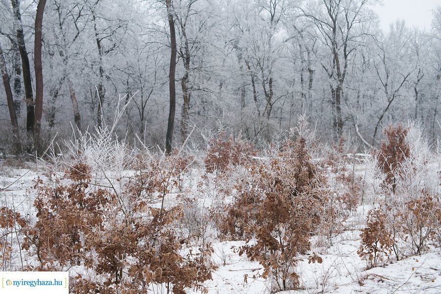 Zúzmarás csendélet 20210116