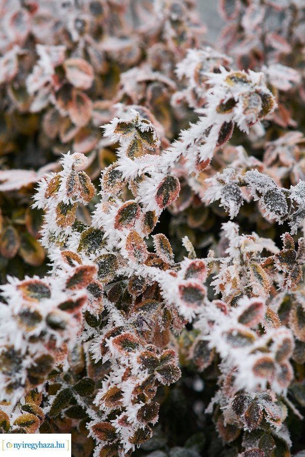 Zúzmarás csendélet 20210116