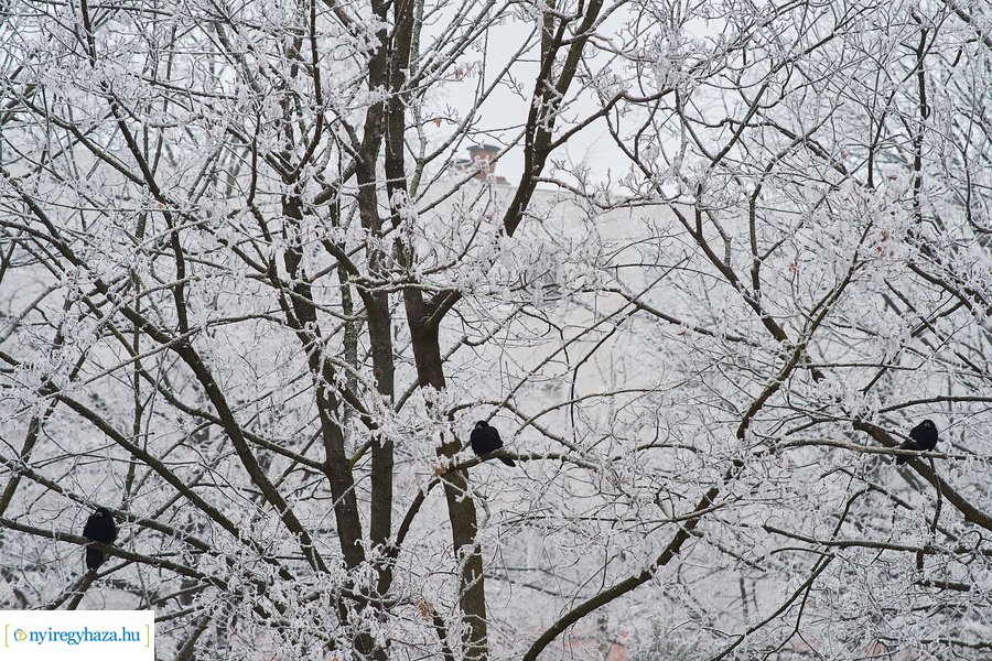 Zúzmarás csendélet 20210116