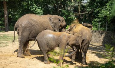 Jambo már együtt a csapattal! – Négytonnás vőlegény érkezett a Nyíregyházi Állatpark afrikai elefántjaihoz