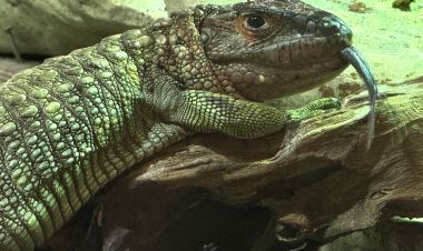 Mi az; Franciaországból érkezett, imádja a csigát és mostantól a Nyíregyházi Állatparkban lakik?