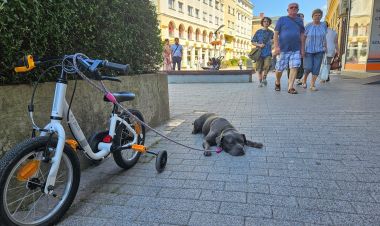 Csütörtöktől ismét kutyamelegre készülhetünk