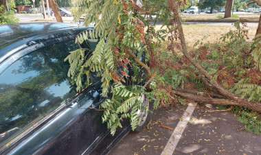 Parkoló autóra zuhant egy fa a Korányi utcában