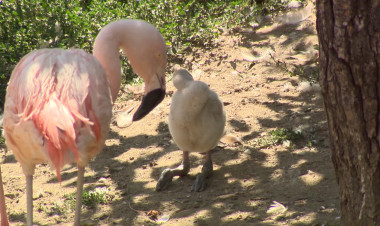 Újabb egyeddel gyarapodott a flamingókolónia  