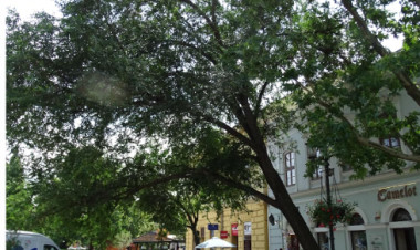 Műszeres vizsgálat igazolta a Kossuth téri fa kivágásának szükségességét