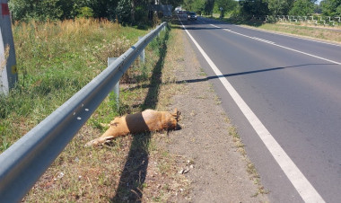 Vadgázolás történt a 4-es főúton Kőlaposnál