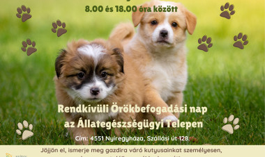 Egy hűséges társ várhat Önre – Rendkívüli örökbefogadási napot tartanak Nyíregyházán