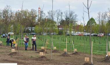 Újéletfa akció - Idén is facsemetét ültethetnek gyermekeik tiszteletére a nyíregyházi családok