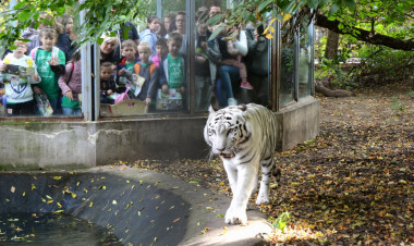 Közönségkedvenc – Magyarország legkedveltebb állatkertje a Nyíregyházi Állatpark