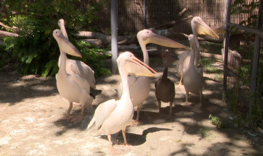 Rengeteget nőtt a pelikánfióka a Nyíregyházi Állatparkban