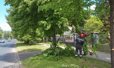 Figyelem, autósok! – Faápolási munkák miatt ne parkoljanak kedden a Dob utca tömbbelső területén