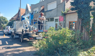 Kivágnak egy kiszáradt fát a Pazonyi út elején