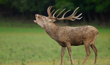 Megkezdődött a szarvasbőgés időszaka a hazai erdőkben