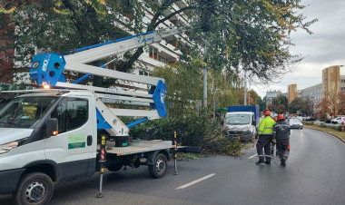 Kivágtak egy balesetveszélyes fát az Országzászló téren