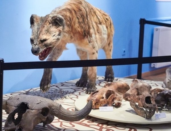 A Magyar Természettudományi Múzeum vándorkiállítása Nyíregyházán is népszerű!