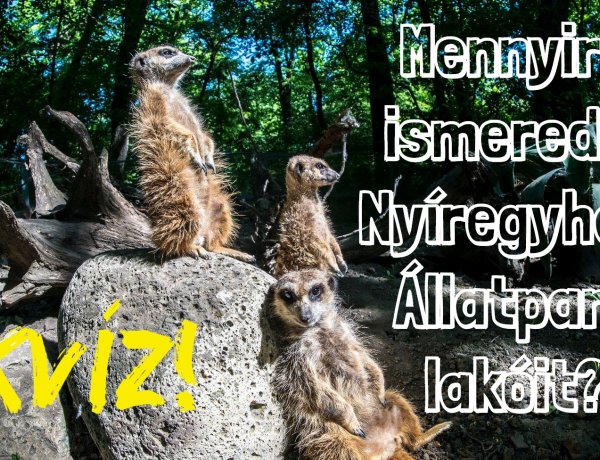 Kvíz! – Mennyire ismered a Nyíregyházi Állatpark lakóit? Most kiderül!