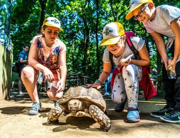 Már csak korlátozott számban tudnak gyermekeket fogadni a Zoo-Suli nyári turnusaiba!