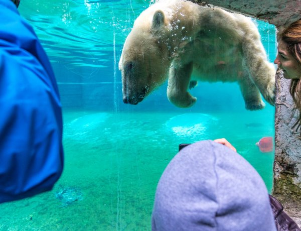 Happy Bears Day – Nagy sikert aratott a Nemzetközi Medve Nap a Nyíregyházi Állatparkban